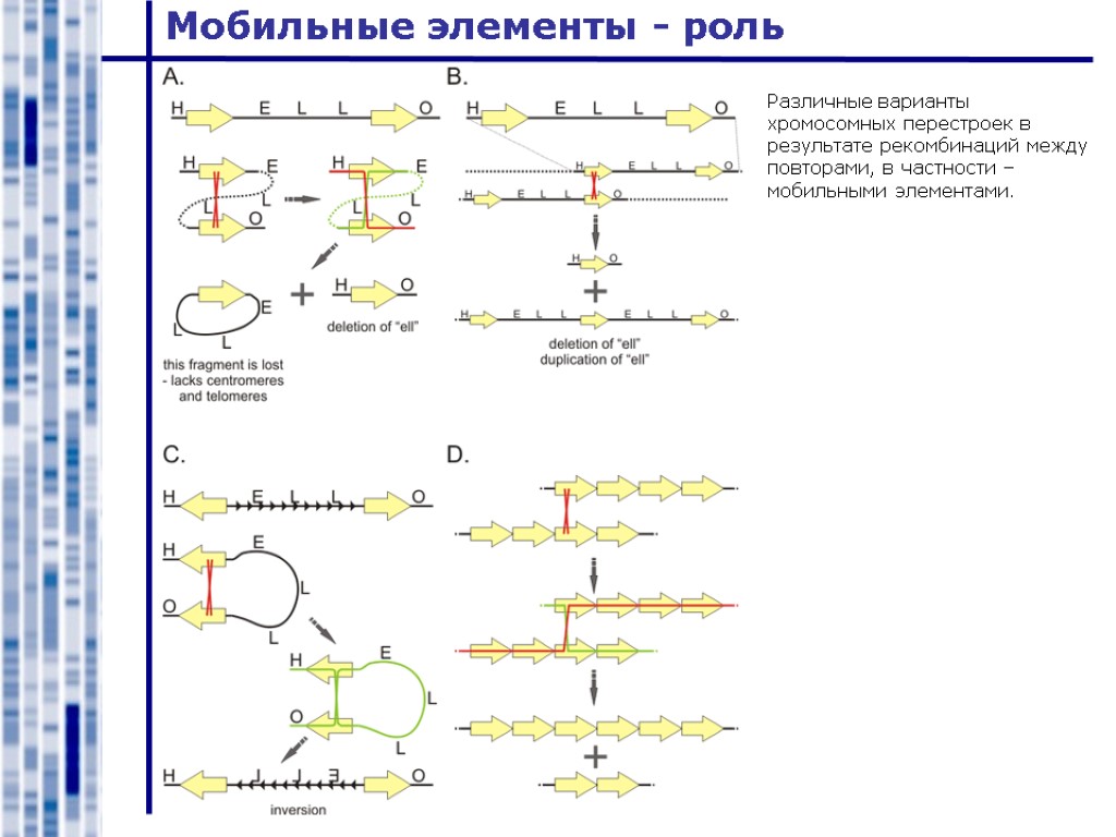 Мобильные элементы - роль Различные варианты хромосомных перестроек в результате рекомбинаций между повторами, в